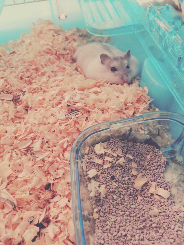 Qoob1RmJXQY2rtA's tweet photo. いやぁ、可愛い💞🐹
これは反則だ🙅☺️ https://t.co/17gEDeCOF1