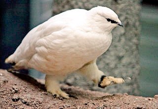 うえけ あとこの前動物園いってから スバールバルライチョウに夢中 鳥らしからぬ ふわふわもこもこおやすみソックスな足がちょう かわいい 歩くと足が目立ってぽてぽて感ちょうかわいい 身体の丸さも顔のモチモチ感も最高に可愛い鞄に入れて歩きたい うえけ あとこの前動物園いってから スバールバルライチョウに夢中 鳥らしからぬ ふわふわもこもこおやすみソックスな足がちょう かわいい 歩くと足が目立ってぽてぽて感ちょうかわいい 身体の丸さも顔のモチモチ感も最高に可愛い鞄に入れて歩きたい