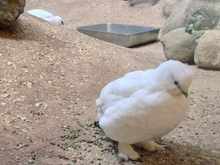 うえけ 白くてふわふわもこもこしてる生き物って無条件でかわいい 明日は久々にデート 上野動物園行く予定 あ 動物に会いたい楽しみ スバールバルライチョウまだ白いかな 夏毛もかわいいけど