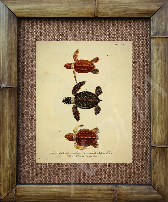 alohabamboo's tweet photo. "Keiki Honu" https://t.co/7QTLfi8bTV 
Natural Bamboo Frame #beachdecor #beachhouse #hilife #aloha #honu #turtles https://t.co/47AsyMXJLj