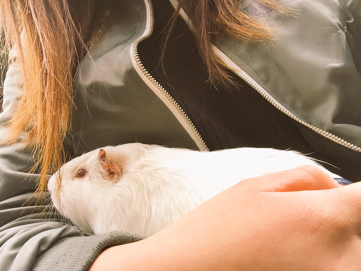 szsz0316's tweet photo. 富士サファリパーク、、、すーっごい楽しい😻👌💜
モルモットかハムスター飼いたい〜！ https://t.co/N0Iep4pzmJ