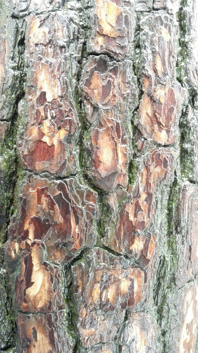 monocorn2's tweet photo. an old Bansong texture (a kind of pine tree) https://t.co/qyQhyB3VhW