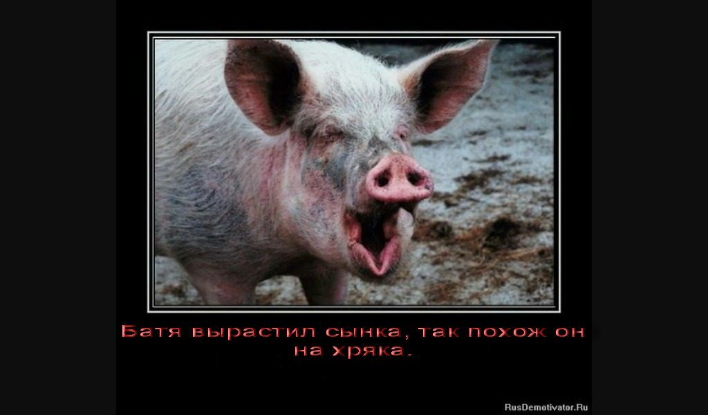 кабан боров хряк свинья. , пальто дли…о,как пишется. морда свиньи. сви ой. сви ой.