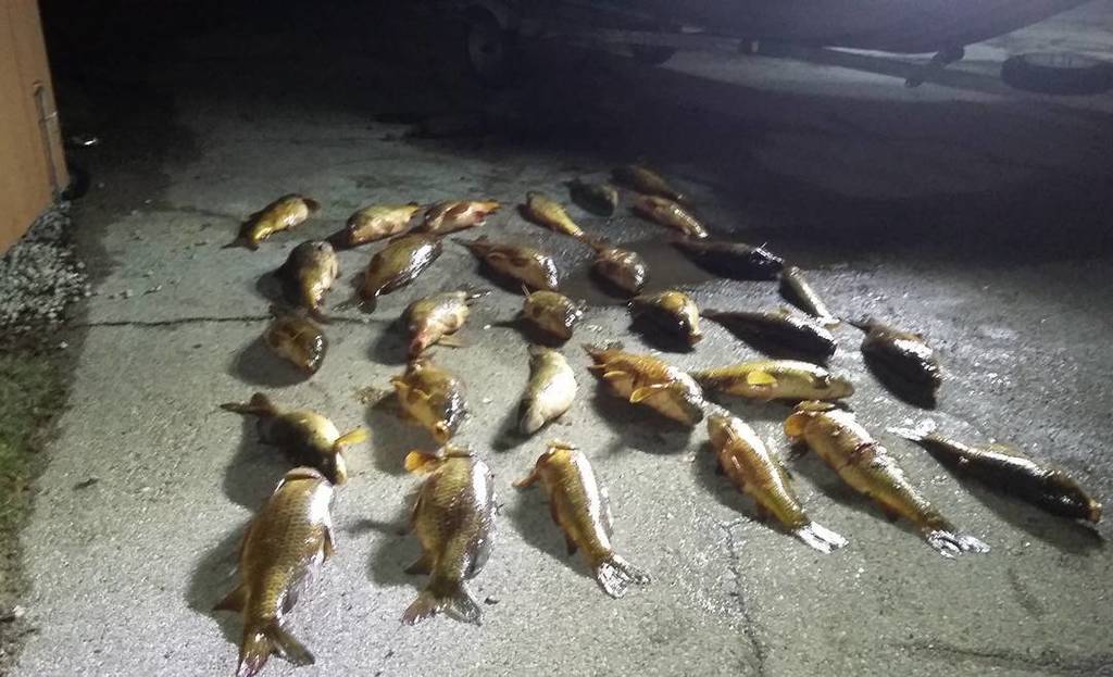 Bowfish247365's tweet photo. Fan Photo Submission by: blackmagicbowfishing > Got into some fish tonight ended up with 30 #bowfishing #ams #amsbo… https://t.co/mnHXojhWLG