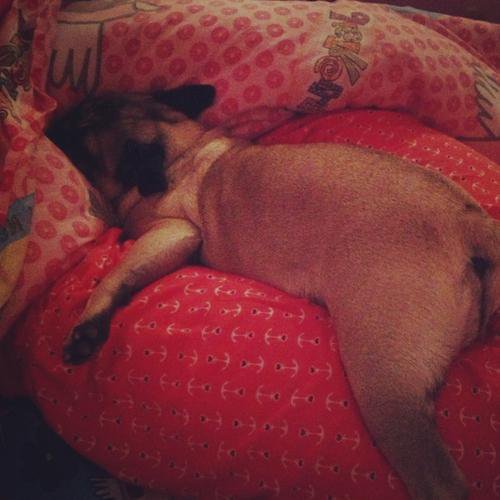 CutePicsOfPugs's tweet photo. when you get back home from school https://t.co/jrRykCZc2e