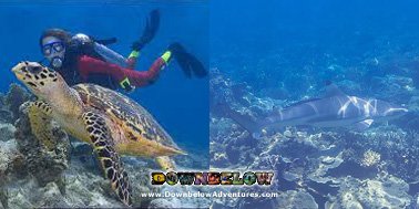 divedownbelow's tweet photo. #SCUBA or #Snorkel? ToughChoice! #Turtles or #BlacktipReefSharks Maybe both! @divedownbelow https://t.co/667bFo5ib6 https://t.co/uuSXXTYgEW