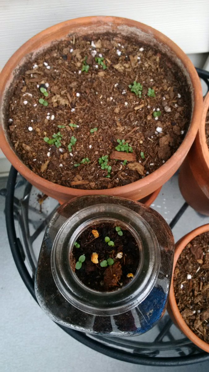 Seedlings from very early spring planting making an appearance. Go, you fabulous sprouts! #29of40 #40fabulousthings