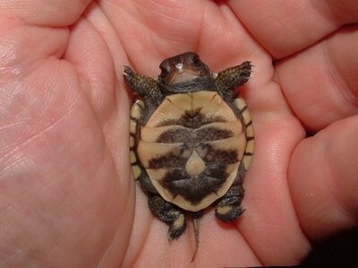 pawpack's tweet photo. 🐢🐢🐢🐢 https://t.co/smmb2MbLhu