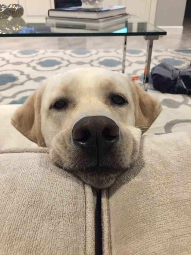 pawpack's tweet photo. Hahahah LOL https://t.co/uEqXhgWcNJ
