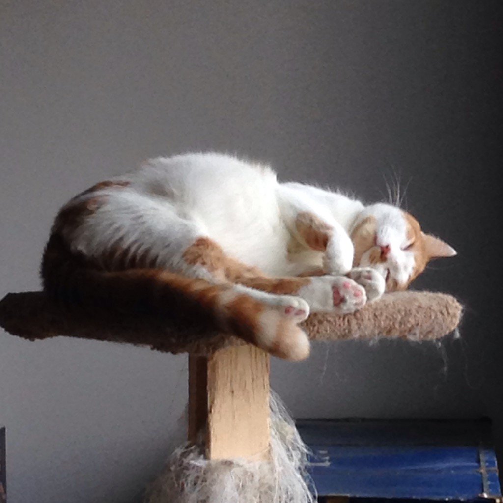 soupytoasterson's tweet photo. Professor Toe Beans. #maxoftheday https://t.co/p9YQDm8Yfl