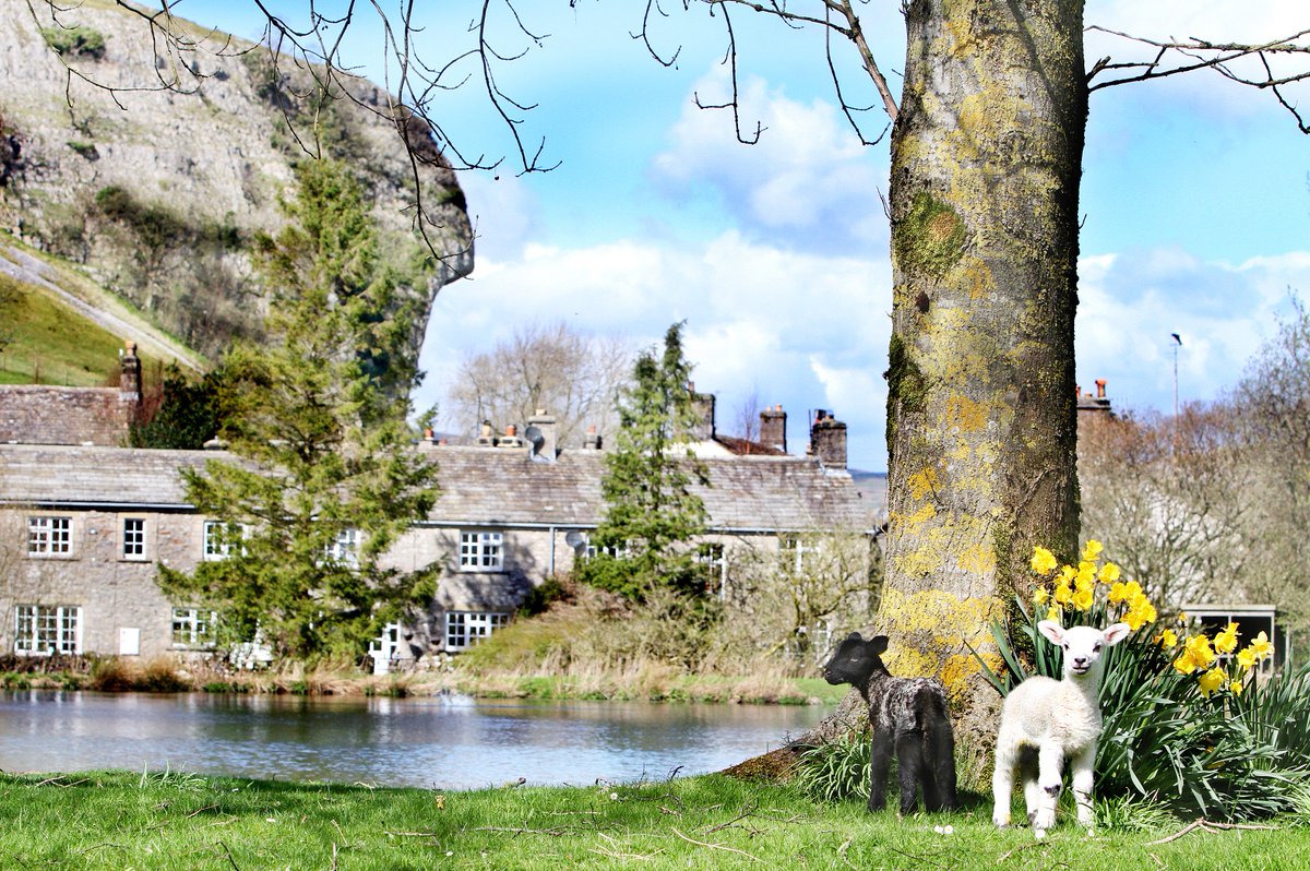 Stephen Garnett (@stephenjgarnett) on Twitter photo The early days of #spring- newborn #lambs stand out against the majestic backdrop @kilnseyparkinfo <a href="/The_Dalesman/">The Yorkshire Dalesman magazine</a> The early days of #spring- newborn #lambs stand out against the majestic backdrop @kilnseyparkinfo <a href="/The_Dalesman/">The Yorkshire Dalesman magazine</a>