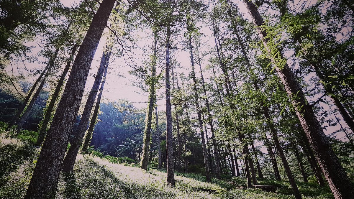 아침고요수목원에 다녀왔다. 생각했던 수목원 풍경은 이랬는데... 실제로는 나무보다 사람 구경을 더하게 됨.ㅋ