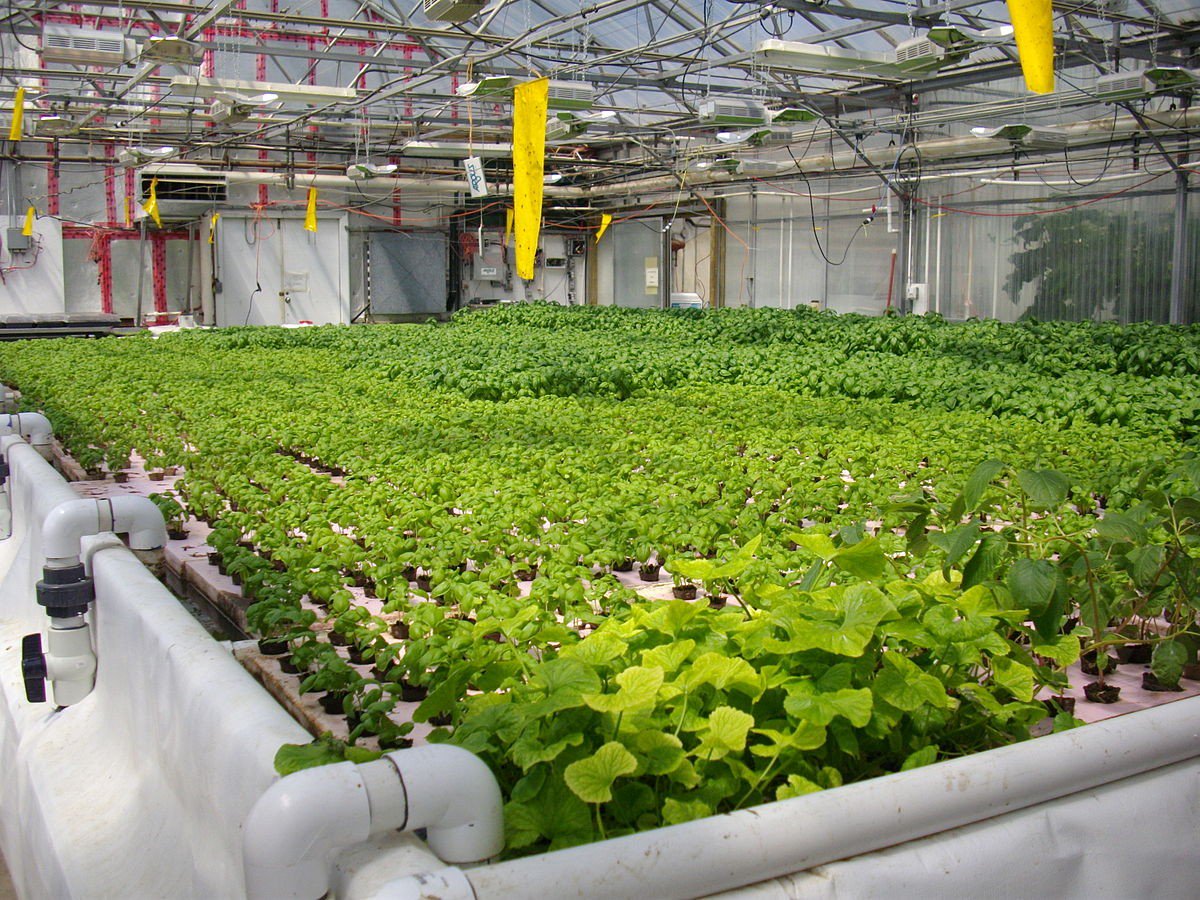 urbgardenersrep's tweet photo. Urban Farming: Fad Or Futureproof? https://t.co/NgzEjLou5S #Urbangardening #gardening #urbanfarm https://t.co/McWb3KWa77