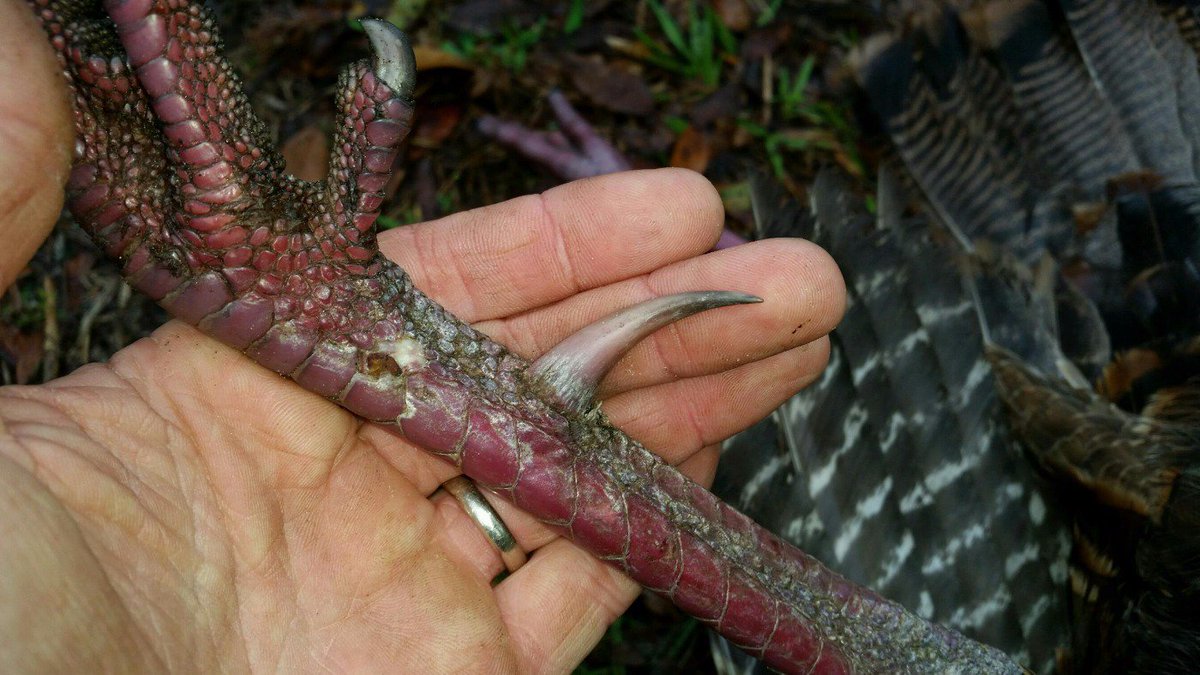 BigandWild's tweet photo. Look @ Them Hooks !! https://t.co/8Yq53V6FlX