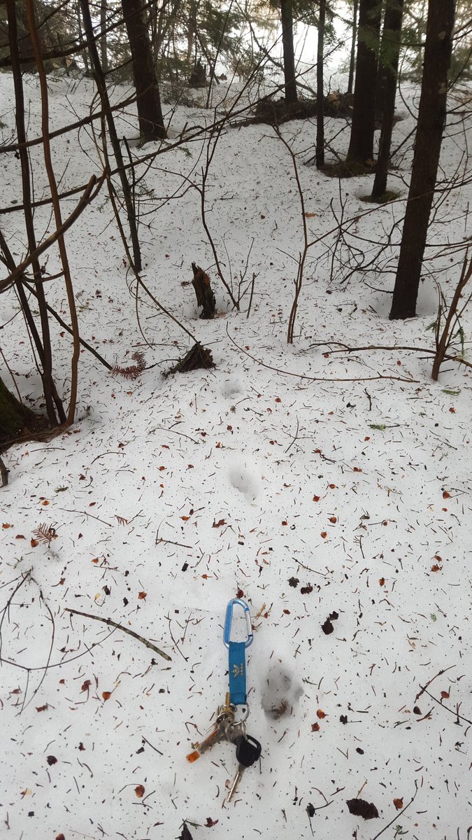 jbails89's tweet image. Some bobcat tracks I found in Hayden #NRT255