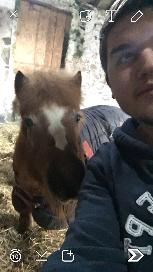 Seanflett1995's tweet photo. Saying goodbye to this little one after 17 years was the hardest thing I have ever had to do 😔 RIP atom bomb❤️ https://t.co/nlJbPSUiNI