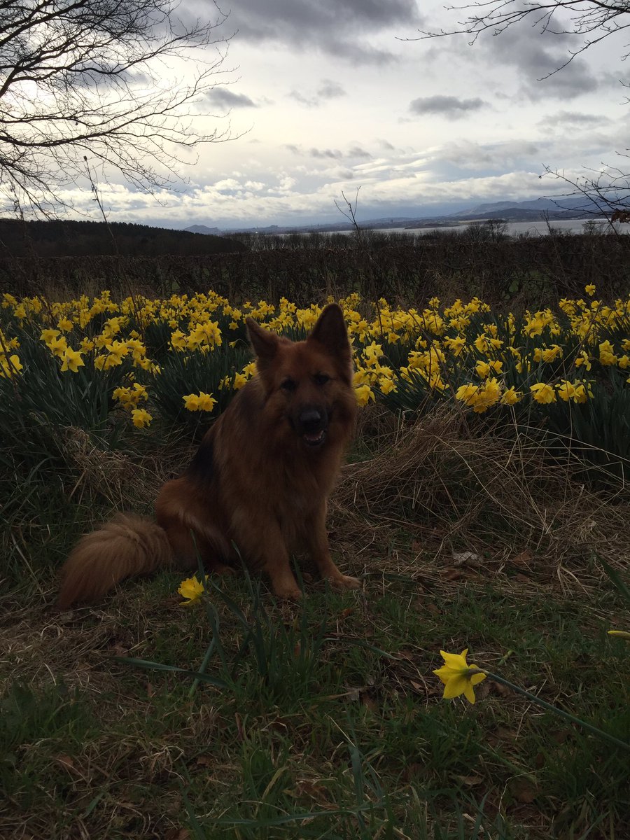 DellaThomas111's tweet image. Two ears &amp;amp; 1 mouth for a reason! #ListenthenLead #GermanShepherdDog #walking #stressBuster