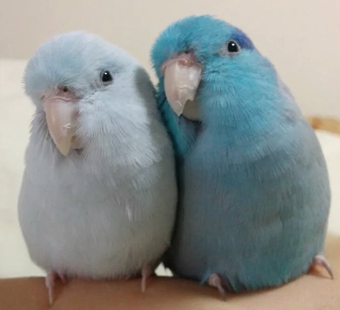8 らむまめ 8 さん がハッシュタグ マメルリハ をつけたツイート一覧 3 Whotwi グラフィカルtwitter分析 8 らむまめ 8 さん がハッシュタグ マメルリハ をつけたツイート一覧 3 Whotwi グラフィカルtwitter分析