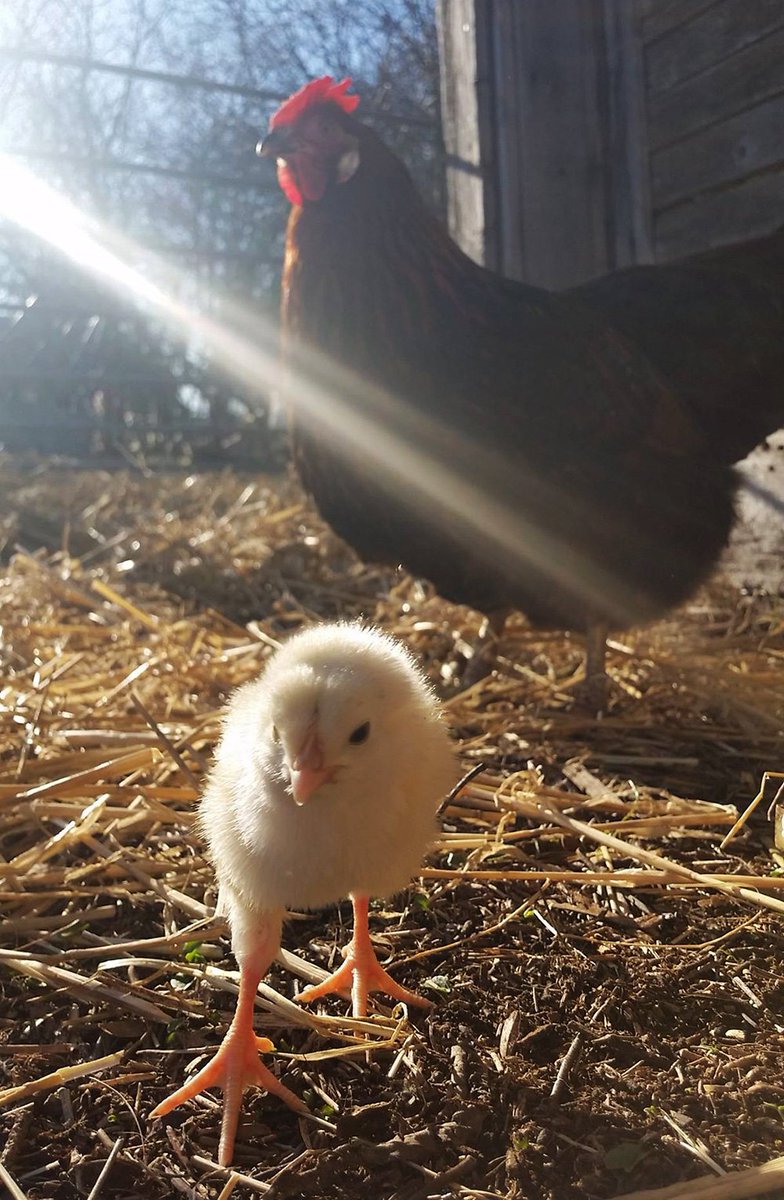 DjurensRatt's tweet photo. GLAD PÅSK! Och må alla kycklingar har sol i ögonen och en mor i närheten.

Foto: Gotlands djurfristad https://t.co/5gM0orlGHX