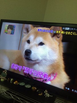 動物と話せる女性 ハイジ が読み取った言葉は本当だったのか 女性のライフスタイルに関する情報メディア
