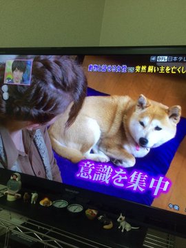 動物と話せる女性 ハイジ が読み取った言葉は本当だったのか 女性のライフスタイルに関する情報メディア
