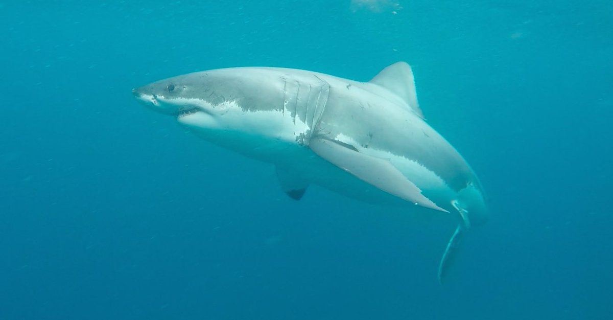 sharkcagediving's tweet photo. Another photo from yesterday's trip. She was a 4.3m female Great White Shark. #sharkdiving https://t.co/DA62IrbyMj