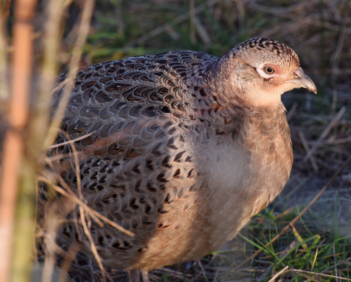 VortexImages's tweet photo. Pheasants at dusk down at Seaton Marshes yesterday @wildeastdevon #wildlife #pheasant #devon #seatonmarshes #d750 https://t.co/bo4T20SdP3