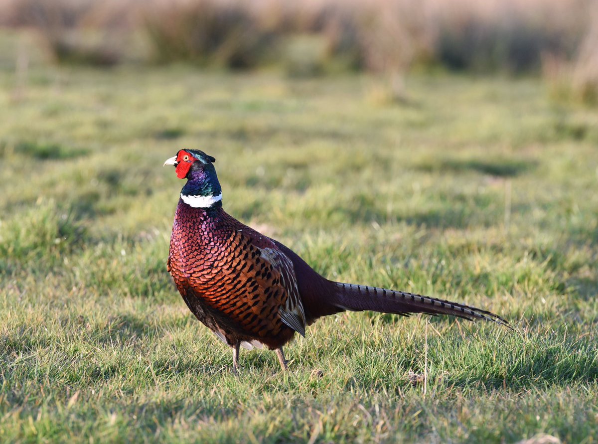 VortexImages's tweet photo. Pheasants at dusk down at Seaton Marshes yesterday @wildeastdevon #wildlife #pheasant #devon #seatonmarshes #d750 https://t.co/bo4T20SdP3