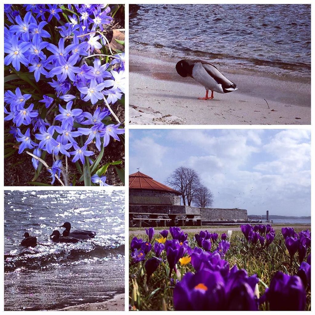layoverlife's tweet photo. #luftetur #før #jobb #kristiansand #bystranda #blomster #fugleliv #natur #påske #friskluft #nature #flowers #flysas… https://t.co/6CmjxjpniI