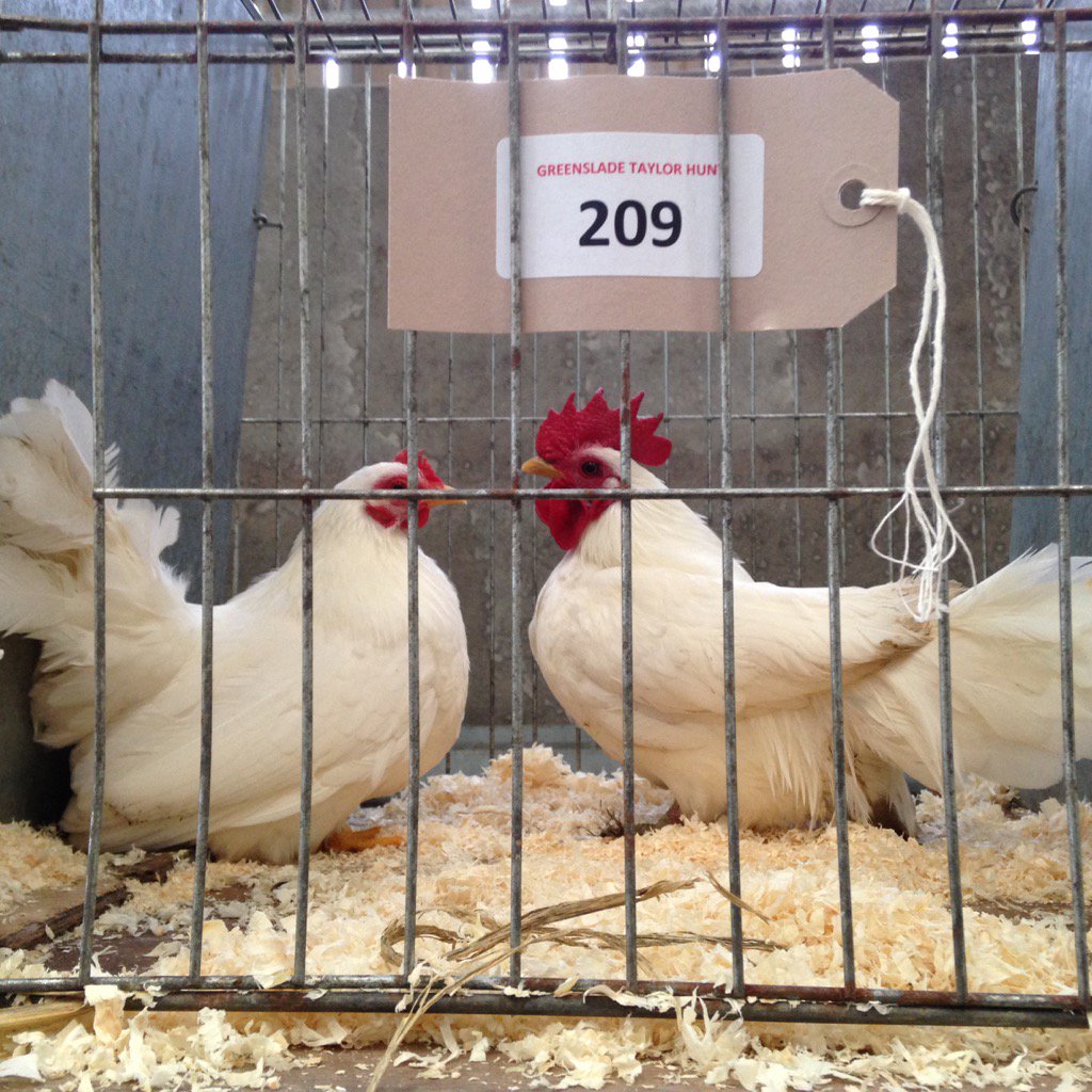 QuantockFarmer's tweet photo. Our best Japanese bantams to Sedgemoor fingers crossed they do well https://t.co/FvpmAs2mKt