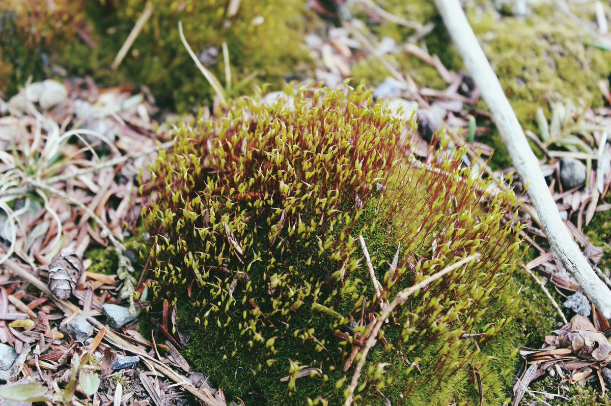 wishtroye's tweet photo. nature has been looking quite nice recently with spring around the corner
#picturesforconnor https://t.co/ZXcxPTTCg7