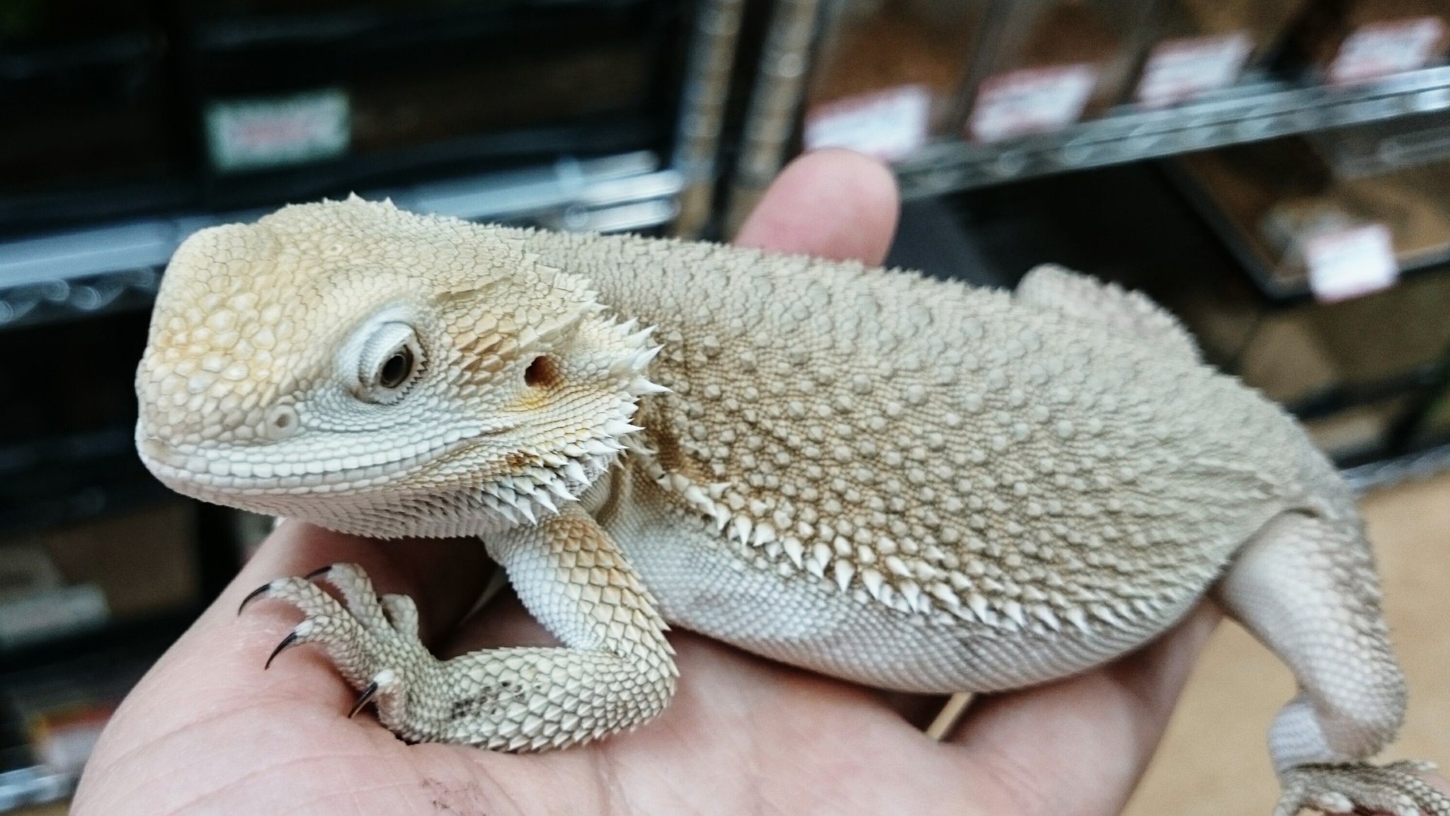 توییتر ペポニ インター店 در توییتر 白いフトアゴ フトアゴヒゲトカゲのウィットブリッツです とても上品な色合いです 桑原 T Co Yz6llqttni توییتر ペポニ インター店 در توییتر 白いフトアゴ フトアゴヒゲトカゲのウィットブリッツです とても上品な色合いです 桑原 T Co Yz6llqttni