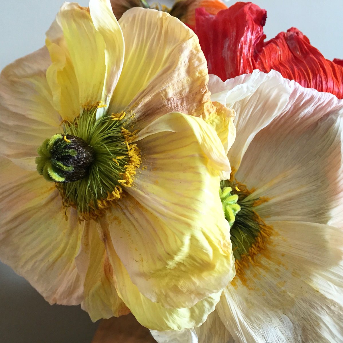 gaellelabarthe's tweet photo. de l'évolution des pavots #flowers #evolution #paris #contempation #athome #photo #photography https://t.co/ftIPSMhBuV