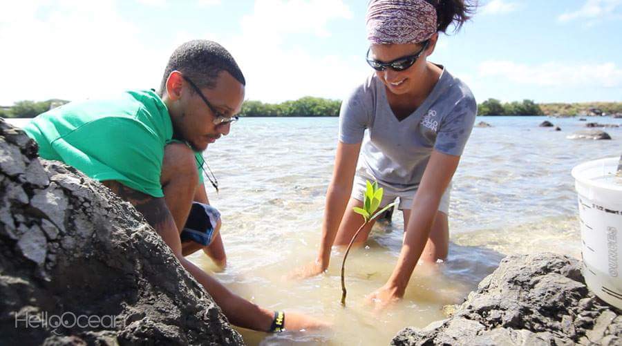 Planting new life! #mangroves