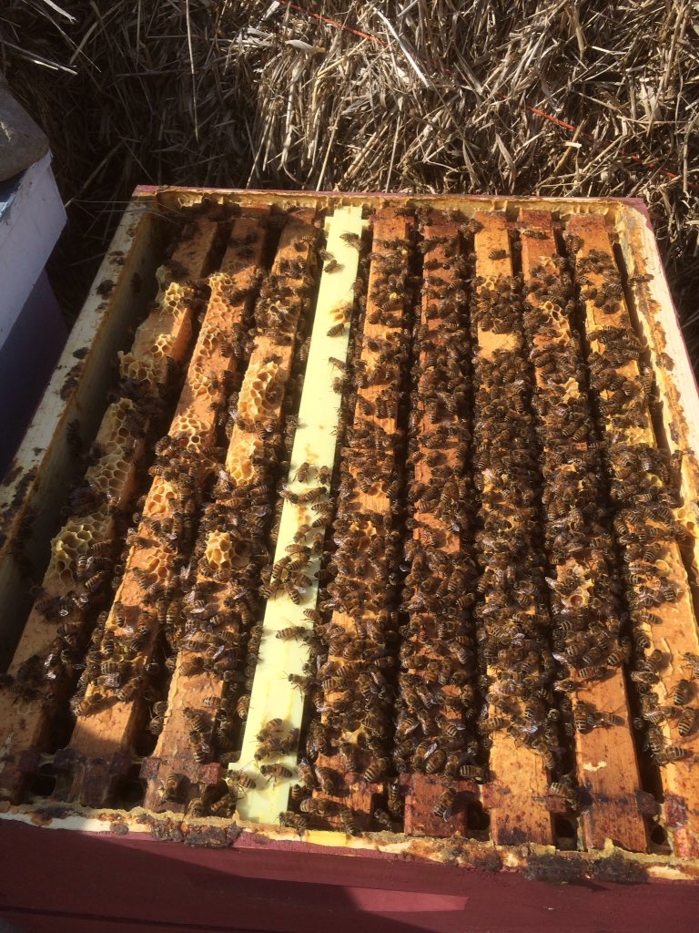 My #honeybees after the winter looking good for #spring