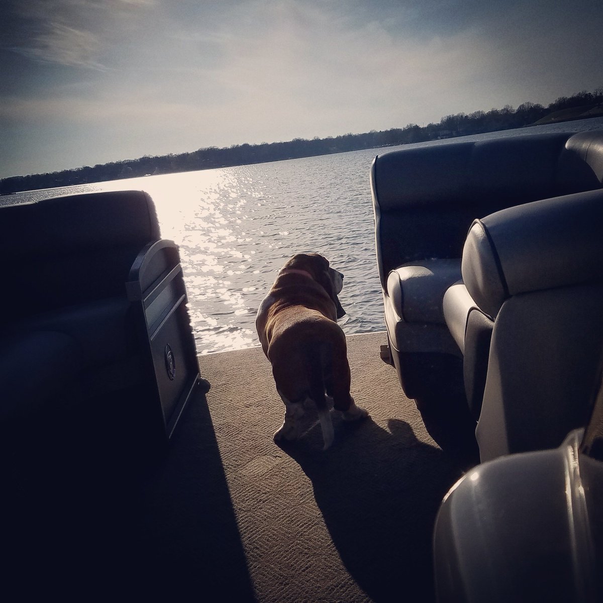 MaxTheBasset's tweet photo. First boat ride of the season. #bassethound #boatdog https://t.co/Rn9Cq4RkK8