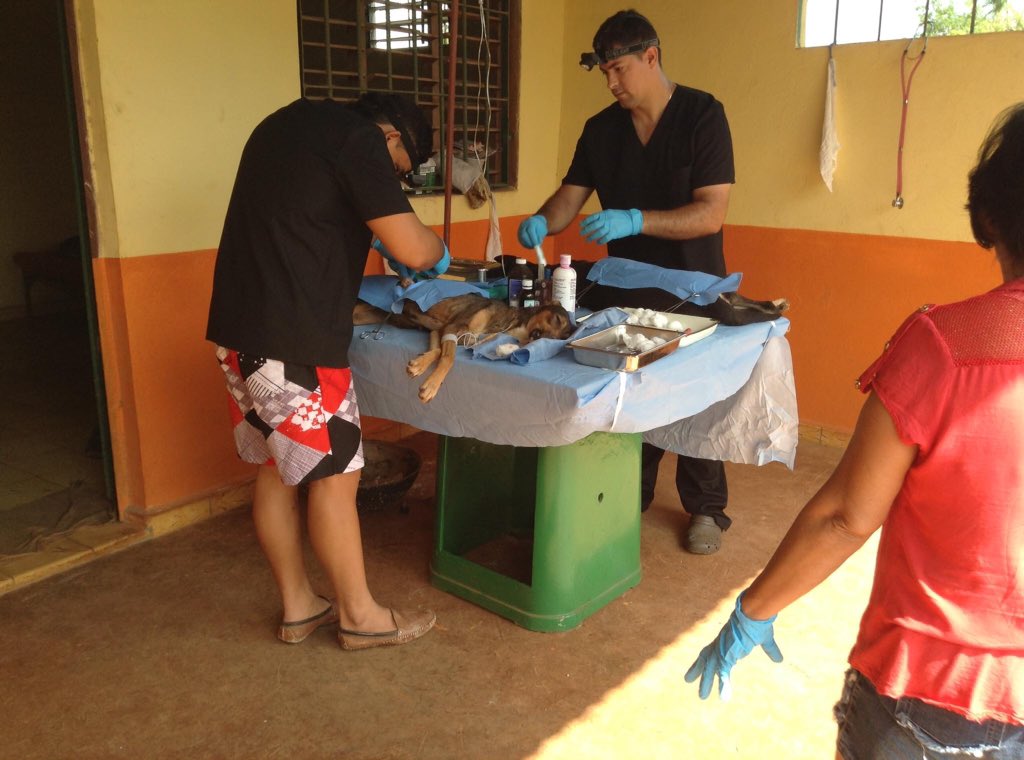 Cubastraydogs's tweet photo. **MAY TRIP TO CUBA** #Supplies #Aniplant #May #Medical #Strayanimals #Cuba #Donations More to come :) https://t.co/s0uGBKBIZX