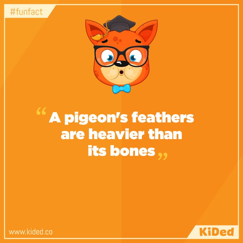 KidED_'s tweet photo. Did You know? "A pigeon´s feathers are heavier than its bones" #parenting https://t.co/OfIPsXryeS