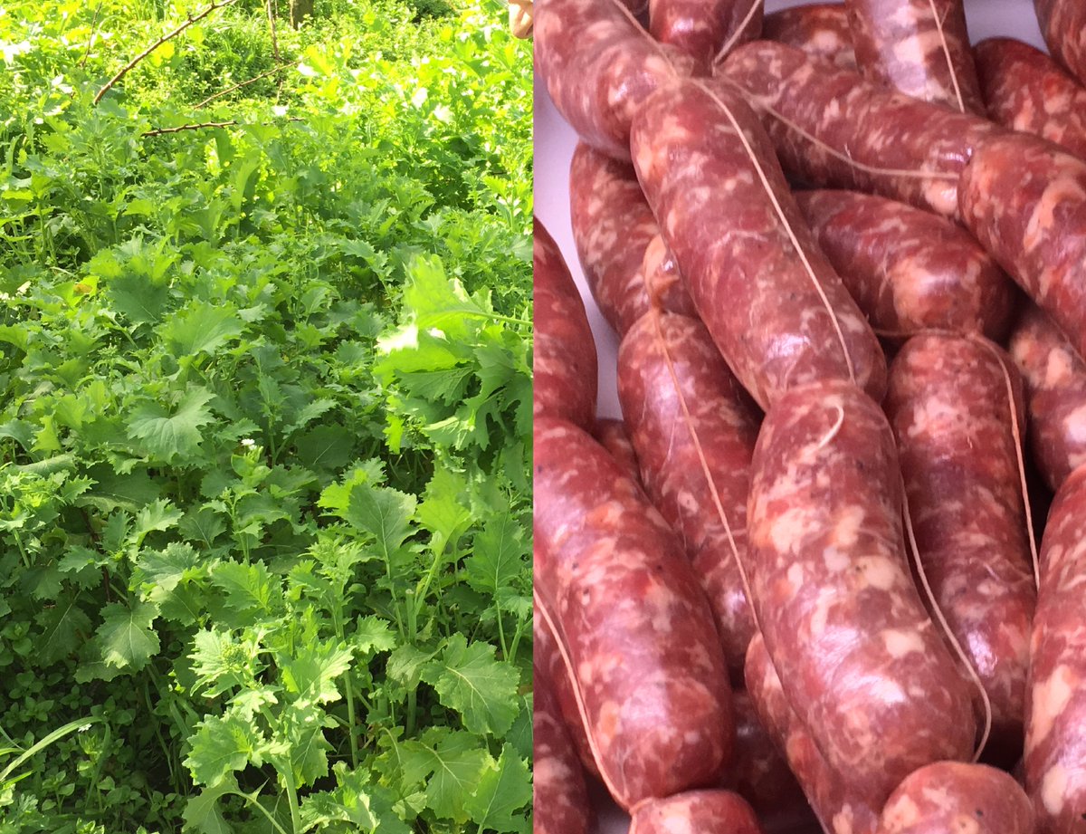 ecurti1924's tweet photo. Sciolta la Gloria pasquale, ritornano le carni e le verdure. Buona Pasqua! #ecurti #salsicciaefriarielli #casatiello https://t.co/UVJK3DGrqj