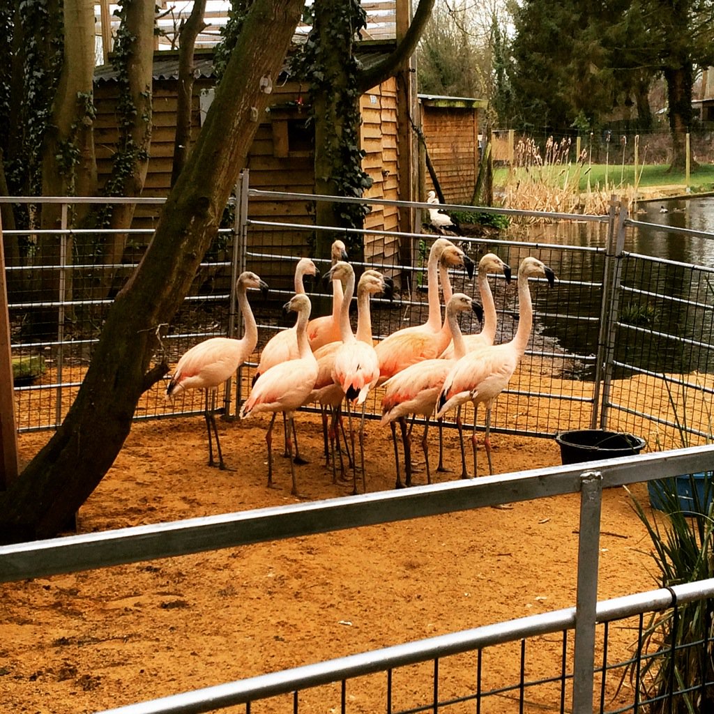Our latest additions! #flamingos #pink #tropicalEngland