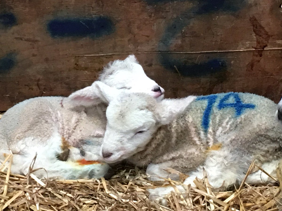 revlesleyjones's tweet photo. #HolyWeekMission #WelcomeToTheWorld little ones #Lambing #Sittingbourne @RunLindseyRun @petercurme https://t.co/y8qP2wy2gO