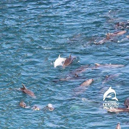 Over 200 dolphins slaughtered on the day Angel was taken captive for #Taiji Whale Museum thedo.do/LB5CgV    wowvstaiji.com
