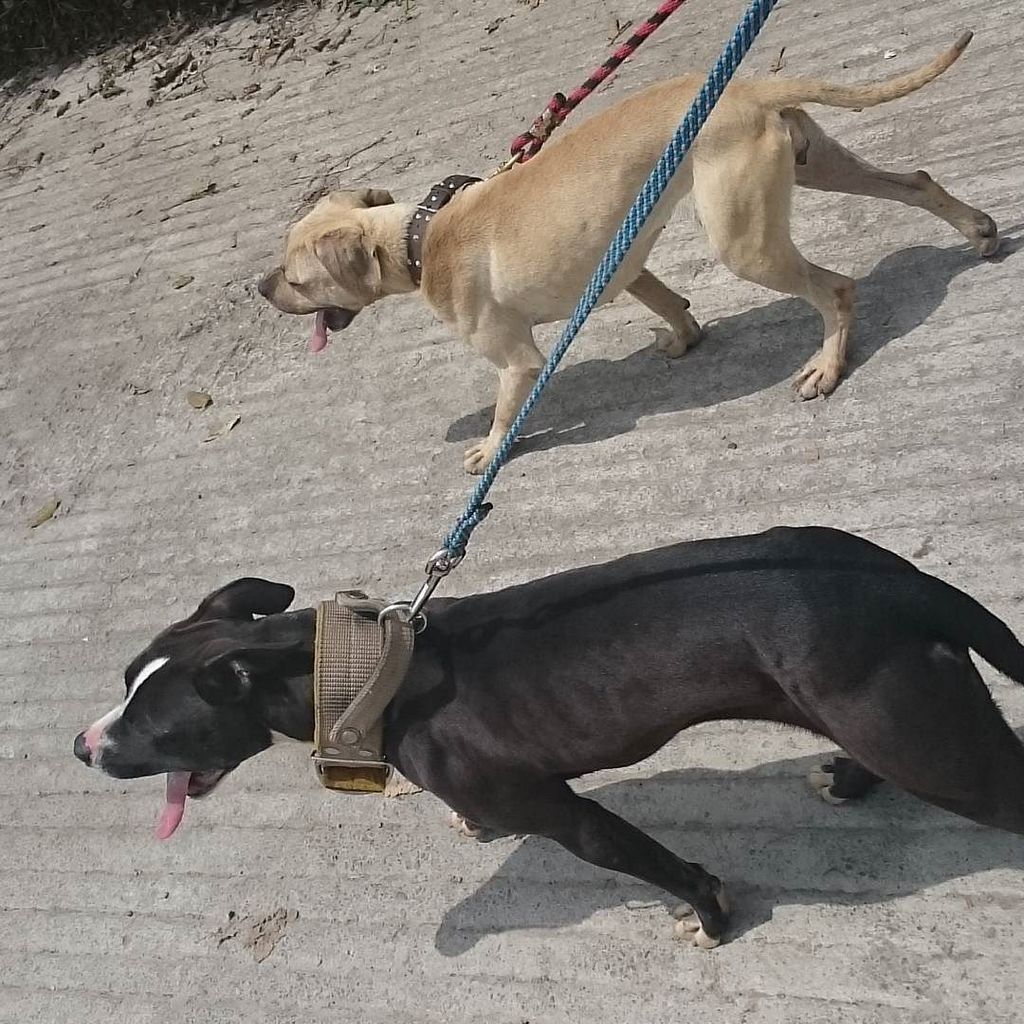 Tin_C_Astro's tweet photo. #apbt #apbtlove #apbts #apbta #pitbulllove #pits #pitbulllove #pit #pitbulls #american #americanpitbullterrier #ame… https://t.co/4DCRRI8VR2