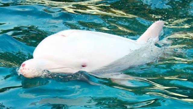 Angel saved from slaughter because she was albino &amp; worth $$$$$ wowvstaiji.com  #WOWvTaiji wowvstaiji.com