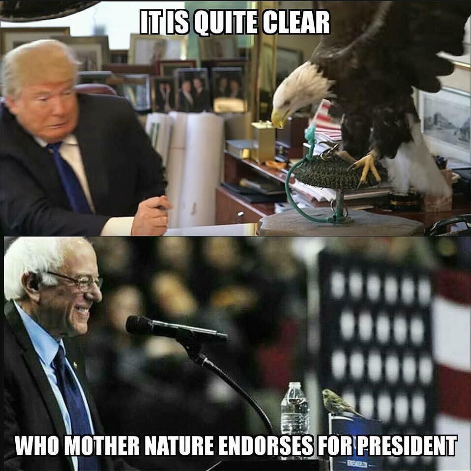 AngryFlipper's tweet photo. #FeelTheBern A little bird told me to vote for Bernie. https://t.co/QDWmLwlU04