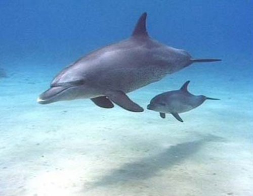 As conscious breathers, dolphins can choose not to take their next breath #WOWvTaiji  wowvstaiji.com