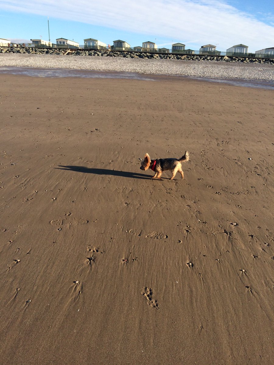 MylotheYorkie's tweet photo. Tryna sniff out me furiance @ctinebean https://t.co/Bcd2TbB3aa