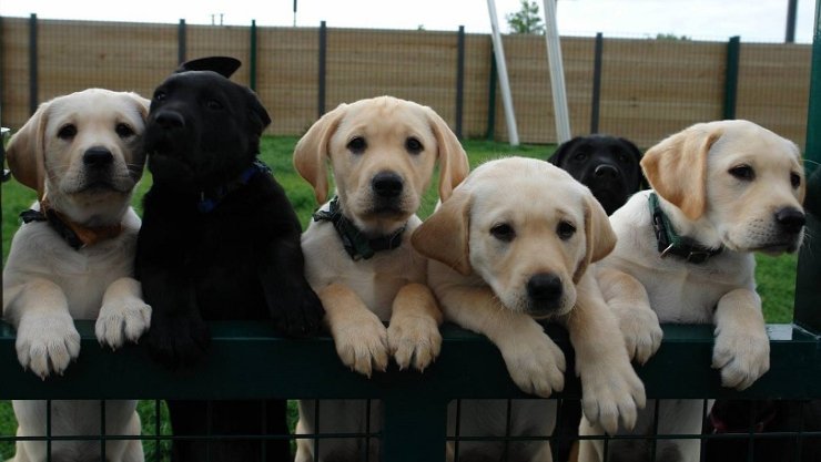IBMwatsonx's tweet photo. How #IBMWatson is helping train service dogs: https://t.co/hQm9aB1IRT https://t.co/UtXEuY9HcK