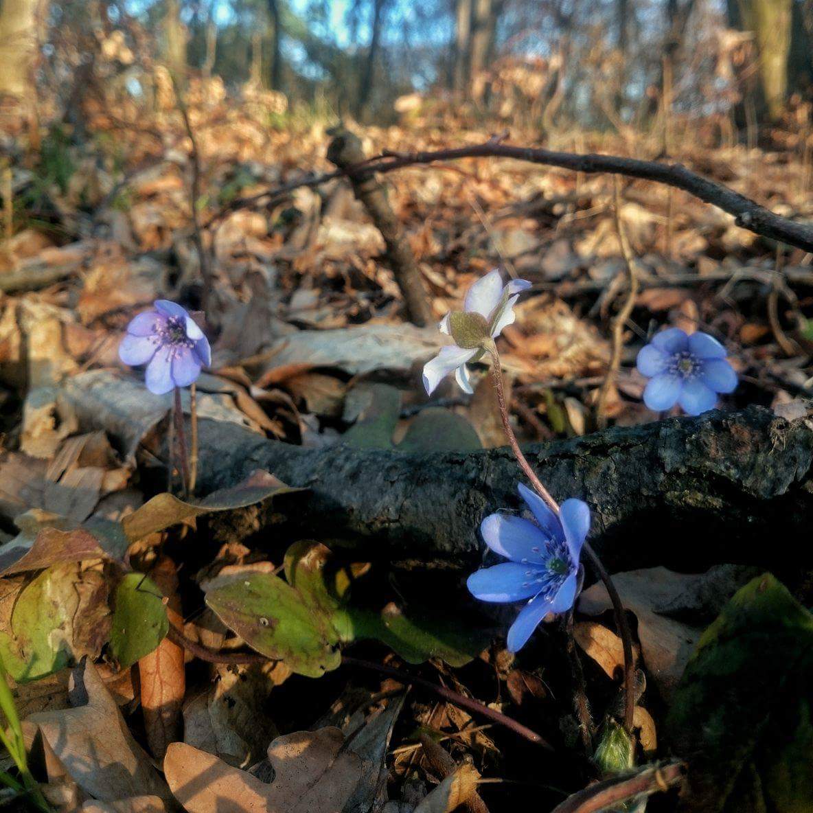 Crolic1's tweet photo. @SonyXperiaPL 
Taka wiosna :-) 
#photo #Xperia 
#wiosna #las #Lasypaństwowe #takawiosna #Z1compact https://t.co/DvE11FES88