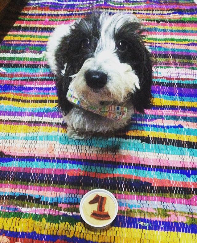 CollarDoos's tweet photo. This little cutie turned 1! 
Yappy Bday @finnie_bo_binnie🎉 #Barkday #birthdayboy https://t.co/VLiPpmaEiz